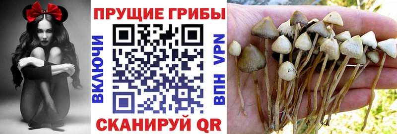 где можно купить наркотик  Хасавюрт  Псилоцибиновые грибы Psilocybe 